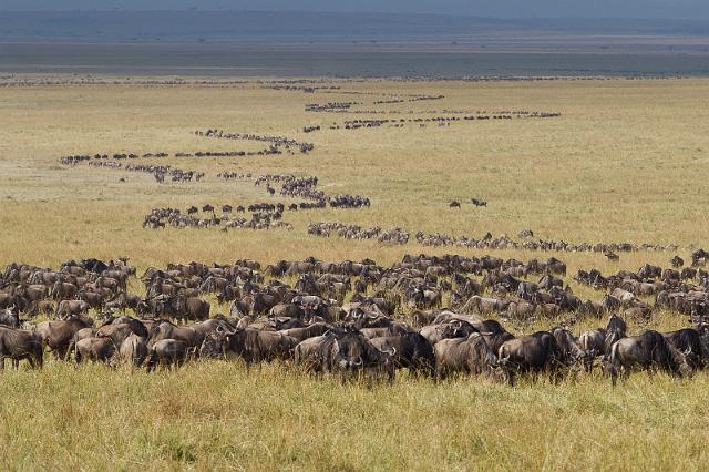 041 Kenia, Masai Mara, gnoes.jpg